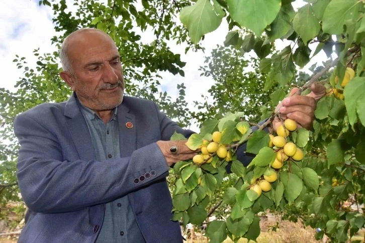 Kayısı ağacı Ekim ayında meyve veriyor , üretici şaşkın