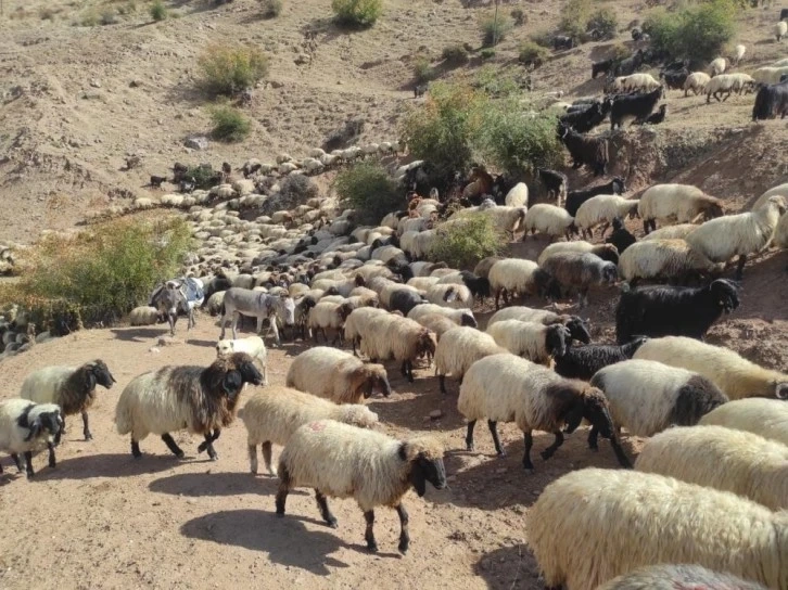 Yayla sezonunu kapatan göçerler, 2 ay süren yolculuğa başladı