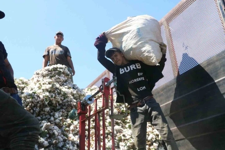 Depremzede tarım işçilerinin zorlu pamuk mesaisi