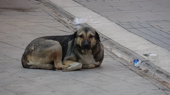 Kızıltepe de sokak köpekleri halkı tedirgin ediyor