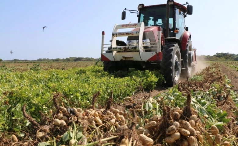 Adana'da "Fıstık" gibi hasat