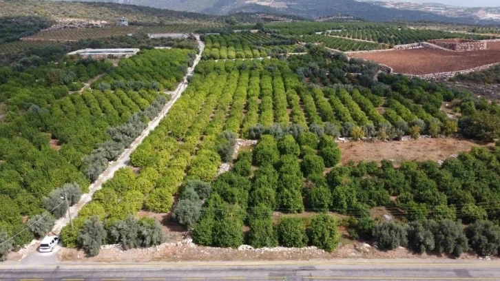 Limon da hasat yaklaşıyor üreticinin umudu depoluk limonda