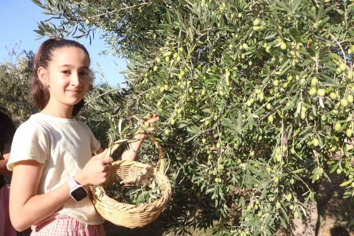 Deprem şehri Hatay'da zeytin hasadı buruk başladı