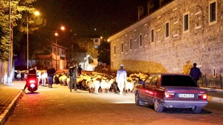 Tokat ta Yayladan indiler şehir merkezinden geçtiler: Koyun sürüsünün yolculuğu kamerada