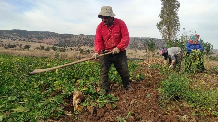 Şeker pancarı üreticisi imece usulü hasat başlattı