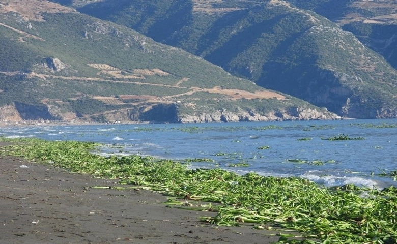 Hatay'da su sümbülleri, Samandağ sahiline yayıldı