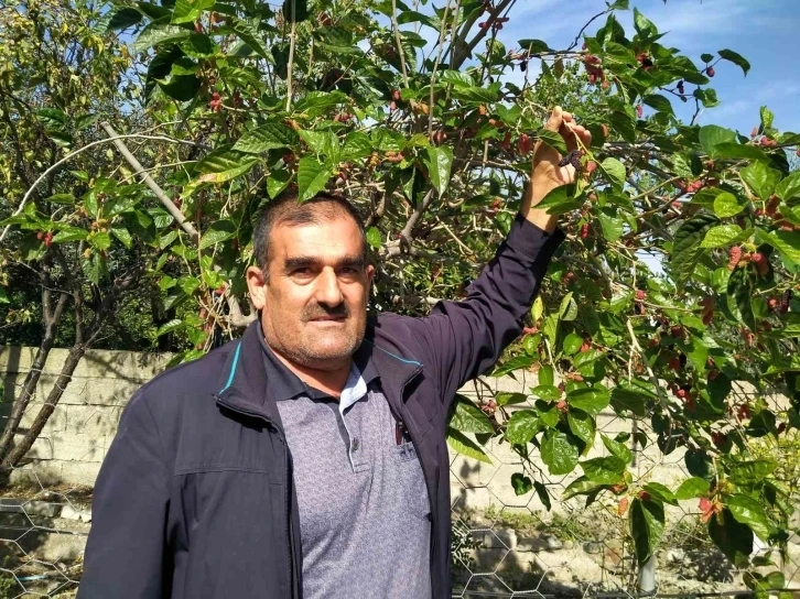 Hatay da ahududu yeniden meyve verdi