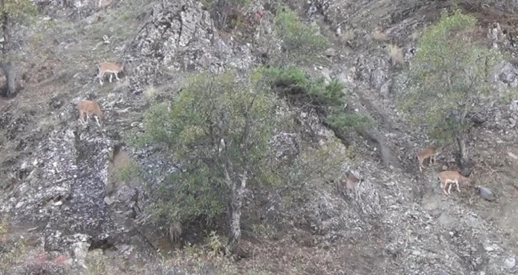 Tunceli’de, koruma altında bulunan yaban keçileri görüntülendi