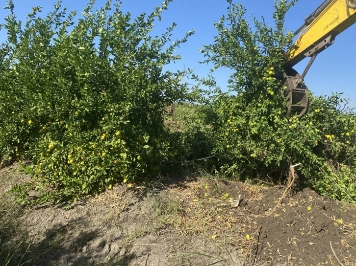 Adanalı çifçiler kilosu 50 kuruşa düşen limon ağaçlarını söküyor