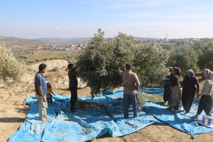 Hatay'da fay hattının ortadan ikiye ayırdığı bahçede tedirgin eden hasat