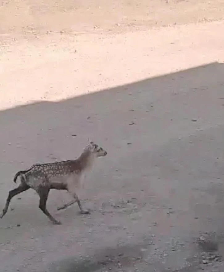  Ceylanların yaşadığı Şanlıurfa’da Alageyik görüldü