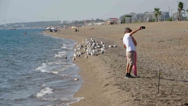 Sahiller martı ve diğer deniz kuşlarıyla dolup taşmaya başladı