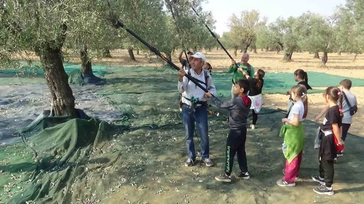 Zeytin hasadına öğrenciler de katıldı