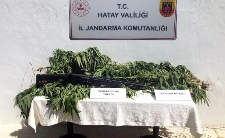 Hatay’da zeytin bahçesine kenevir eken kişi gözaltına alındı