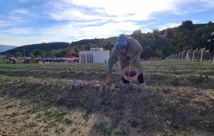 Karabük te "Dünyanın en pahalı baharatı" safranın hasadı yapılıyor