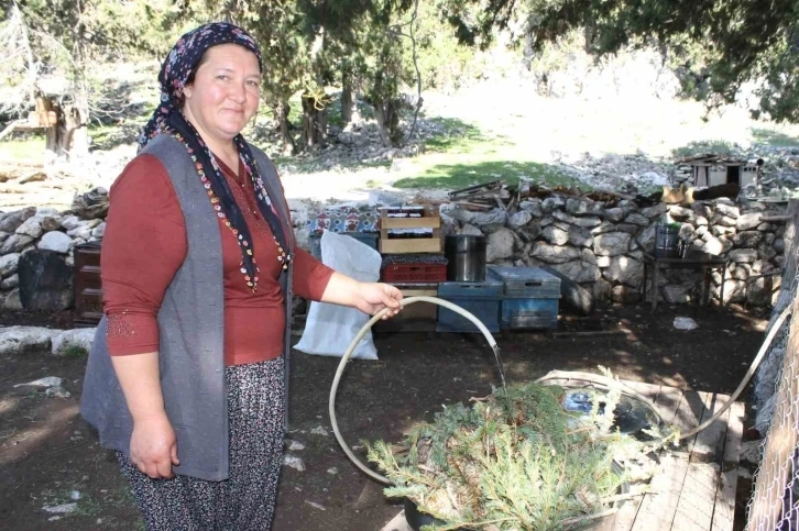 Adana'daki Sedir kozalakları kışın kazanlarda şifaya dönüşüyor