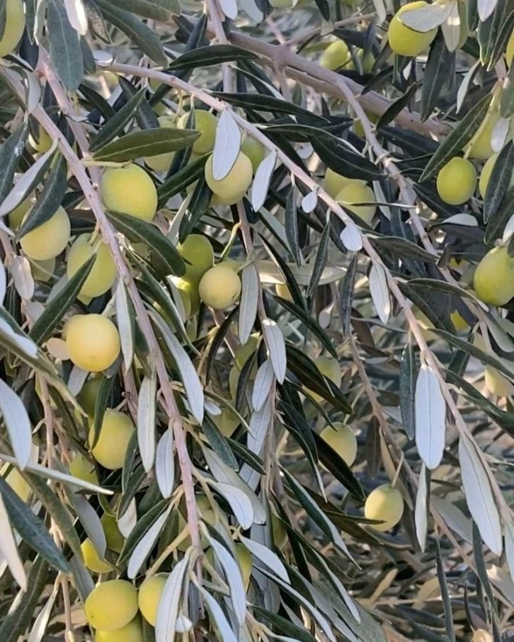 Mersin'de tüccarlar zeytin alım fiyatının düşürülmesine tepki gösterdi üreticiler hasadı erteledi