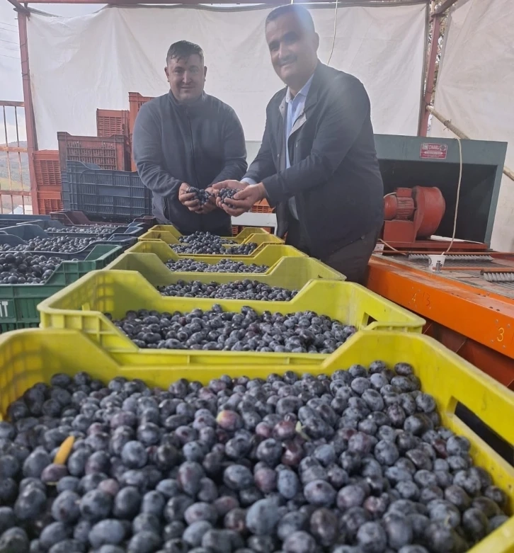 Sarıgöl’de zeytin hasadına başlandı