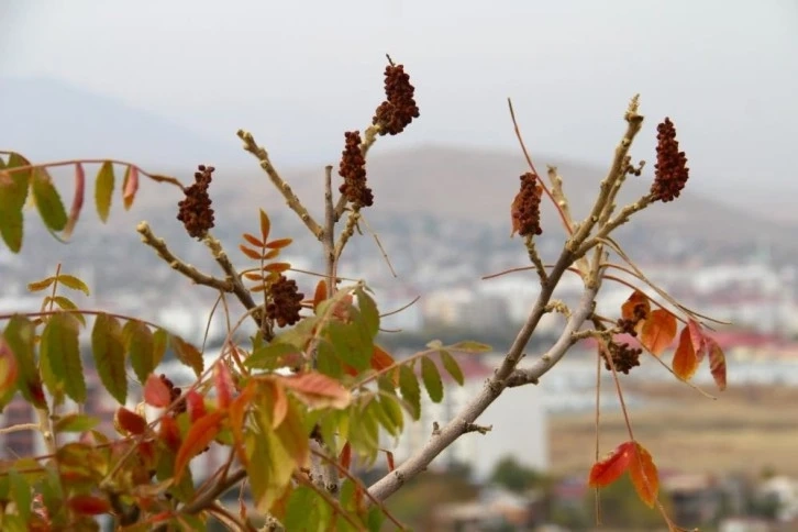 Sofraların vazgeçilmesi sumak ekşisi Kahramanmaraş'ta yapılmaya başlandı