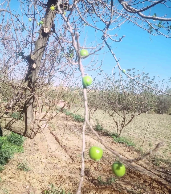 Papaz eriği sonbaharda ikinci ürününü verdi