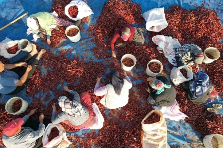 Maraş biberinde yılın son hasadı