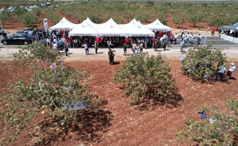 Halfeti Fıstık Festivalinde fıstık ile kıyma mangalda buluşturuldu