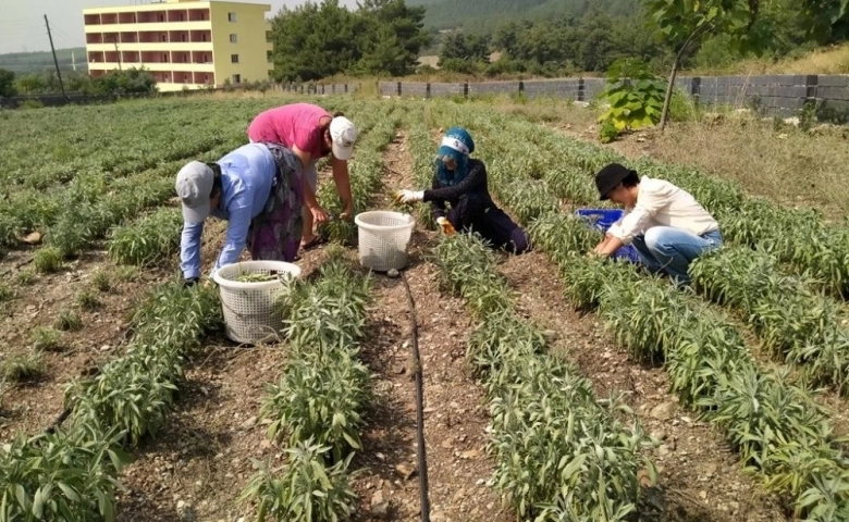 Hatay’da  adaçayı hasadı yapıldı