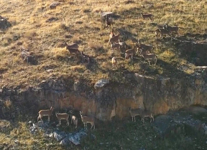 Kanyondaki dağ keçileri dron ile görüntülendi