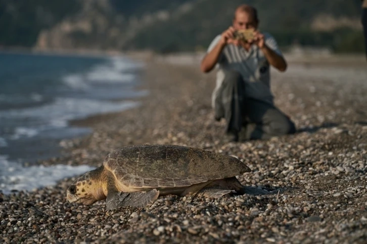 Yavru caretta carettalar denizle buluştu