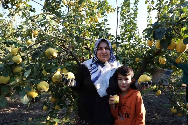 Kahramanmaraş’tan Rusya'ya ayva ihracatı