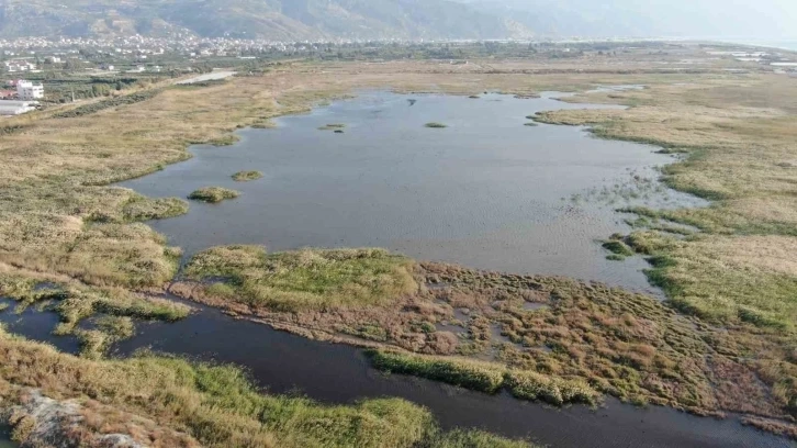 Hatay da kuş cenneti, yağışlı havayla yeniden canlandı