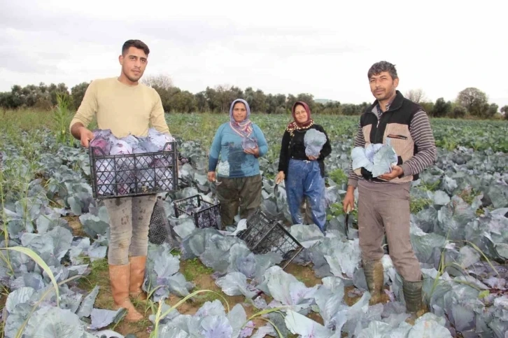 Kara lahana hasadı başladı