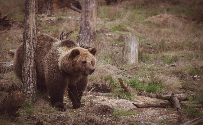 Bursa Uludağ'da ayı paniği