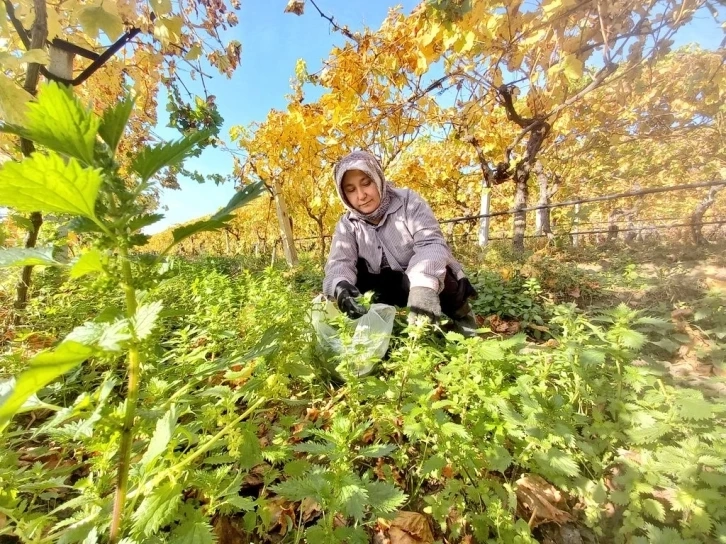 Manisa da Bağlar sarardı ısırgan otları yeşillendi