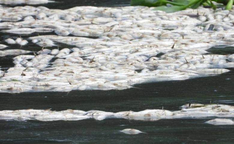 Hatay Asi Nehri'nde korkutan görüntü