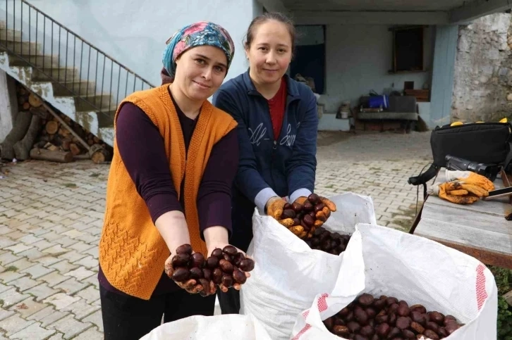 Kestanenin sofralara yolculuğu başladı