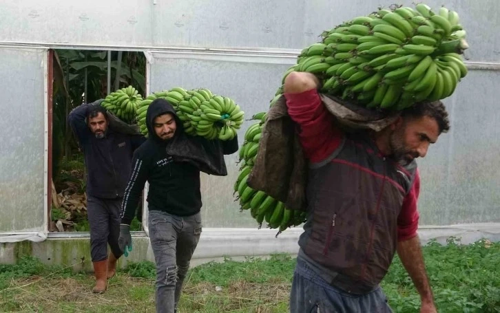 Mersin'de muz hasadı başladı! Yerli muz fiyatı ne kadar?