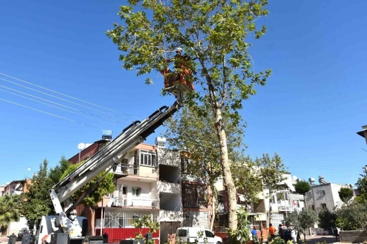 Toroslar Belediyesi budanan ağaç dallarını yakacak olarak dağıtıyor