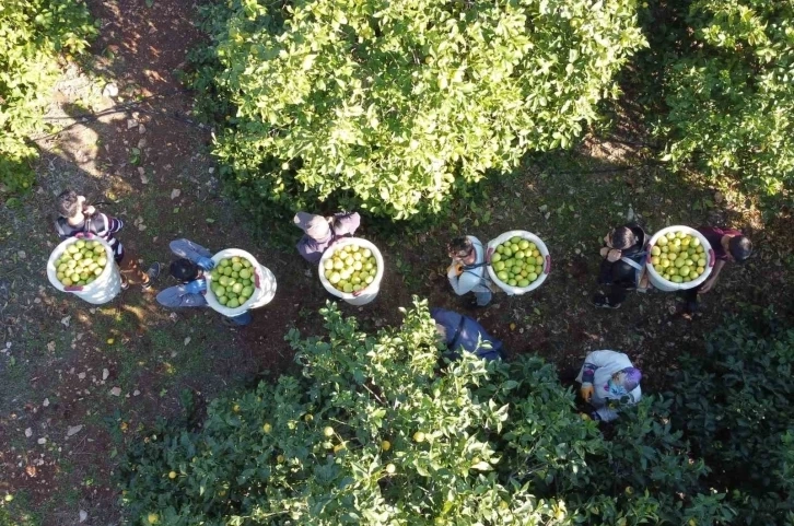 Mersin'de Tescilli Lamas limonunda hasat 5 TL ile başladı