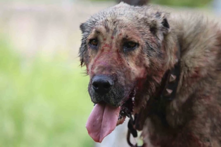 Avukat açıkladı, Kasıtlı tahrik edilen köpek ‘silahla tehdit’ suçu oluşturuyor