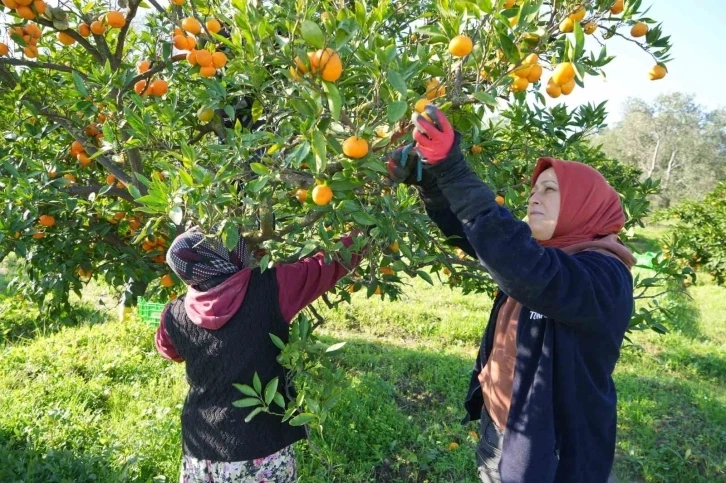 Havran Mandalinası hasat ediliyor