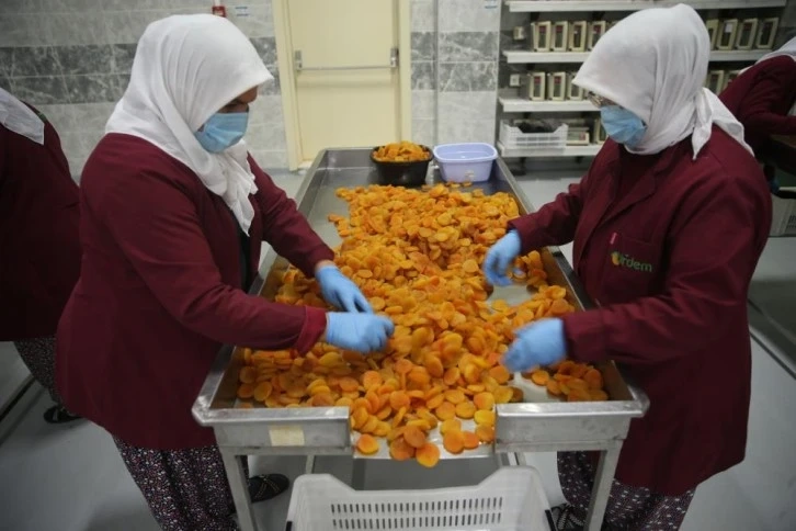 Malatya’da kayısı üreticinin yüzünü güldürdü