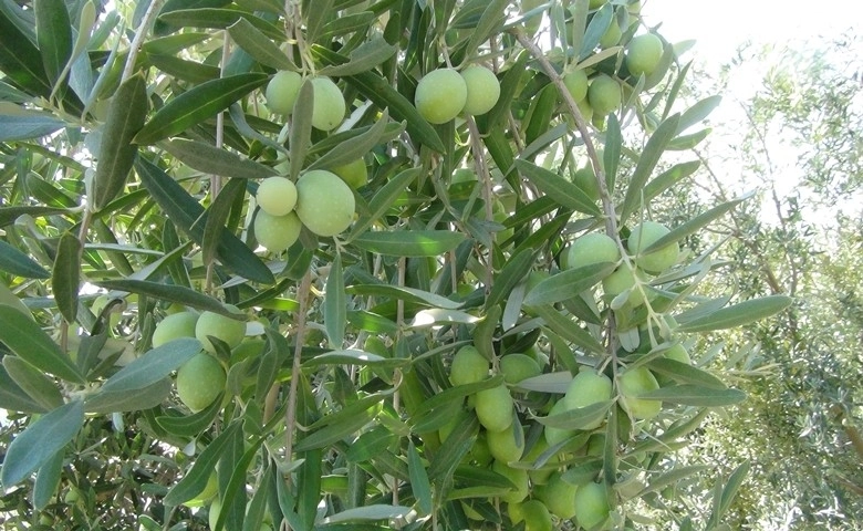 Yılın ilk zeytin hasadı Silifke’de başladı