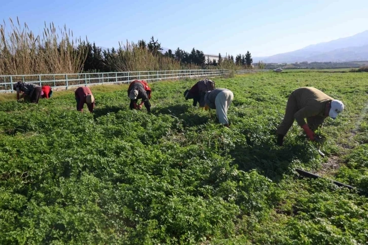 Hatay da maydanoz hasadı yaklaşıyor