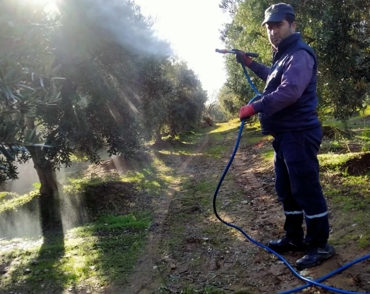 Hasadı biten zeytin bahçelerinde ilaçlama başladı