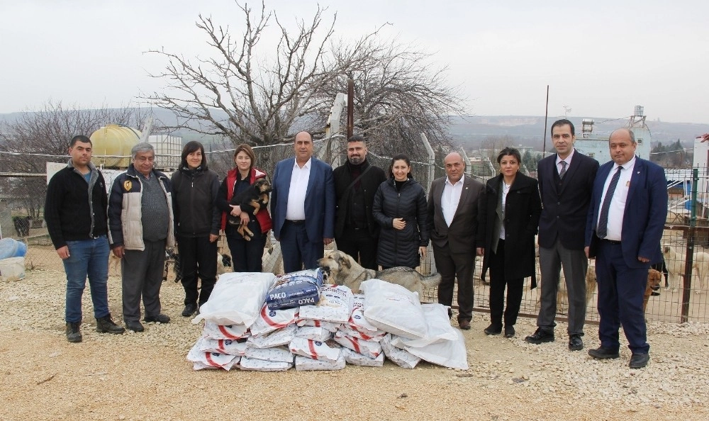 Gtb Ve Cahide Derneğinden Sokak Hayvanları İçin Yardım Kampanyası