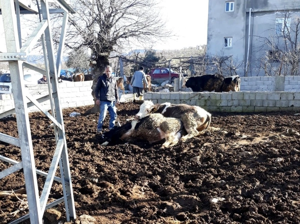 İnekleri Elektrik Çarptı