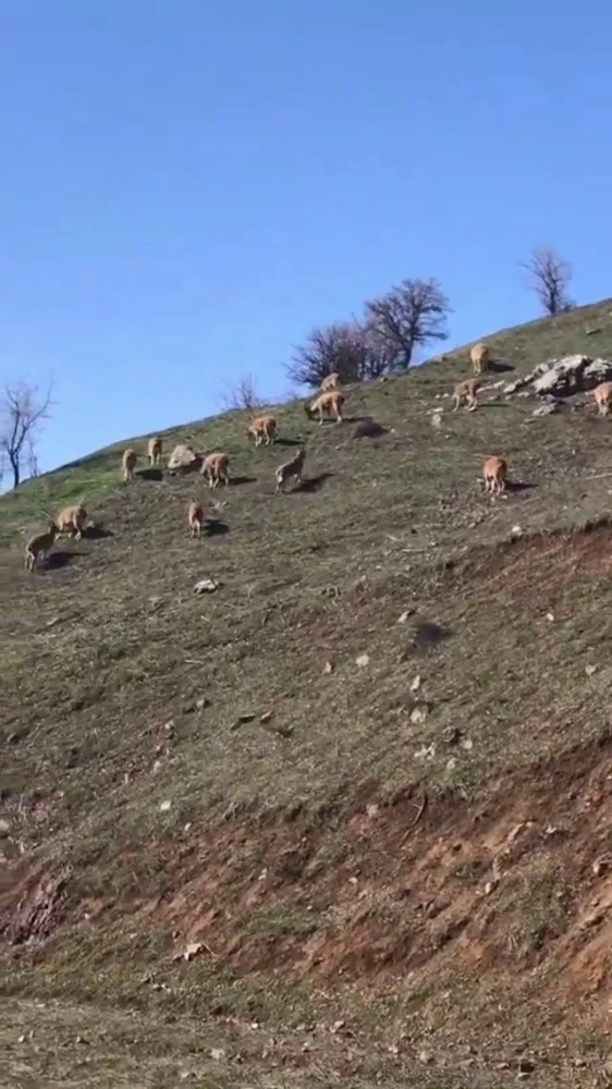 Karlı Dağlarda Aç Kalan Keçiler Köye İndi