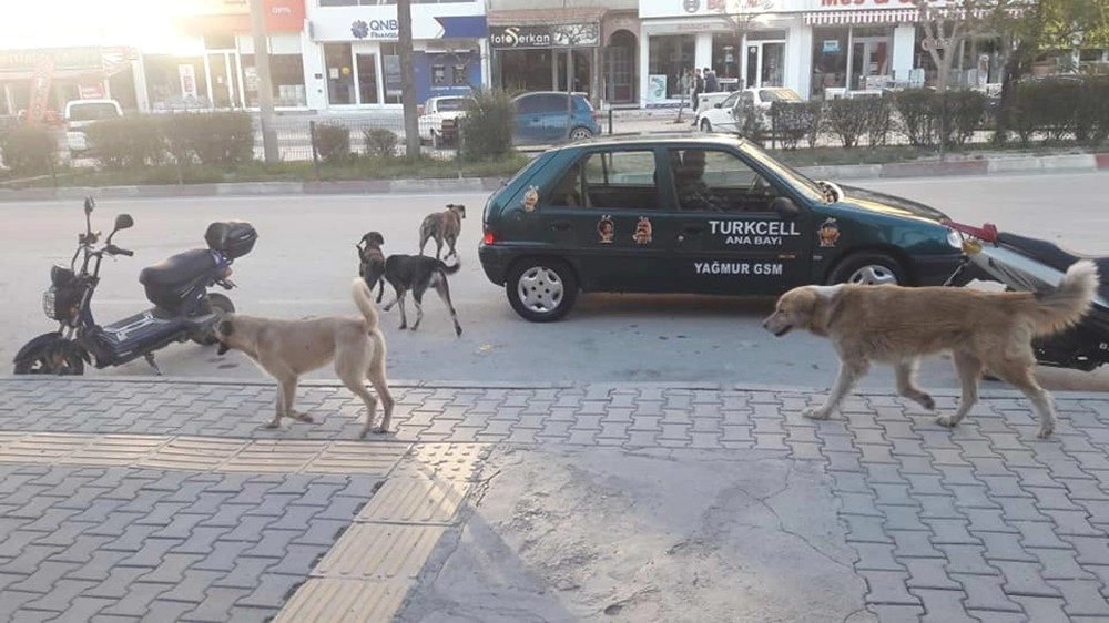 Mutta Başıboş Köpekler Korku Saçıyor