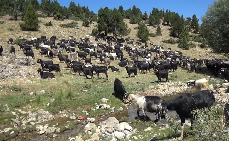 Üretim tamamlandı, göçerler yaylalardan indi